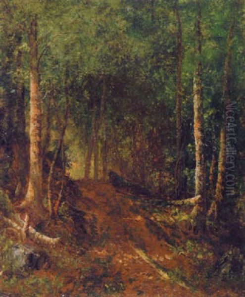 Forest Interior - view 1