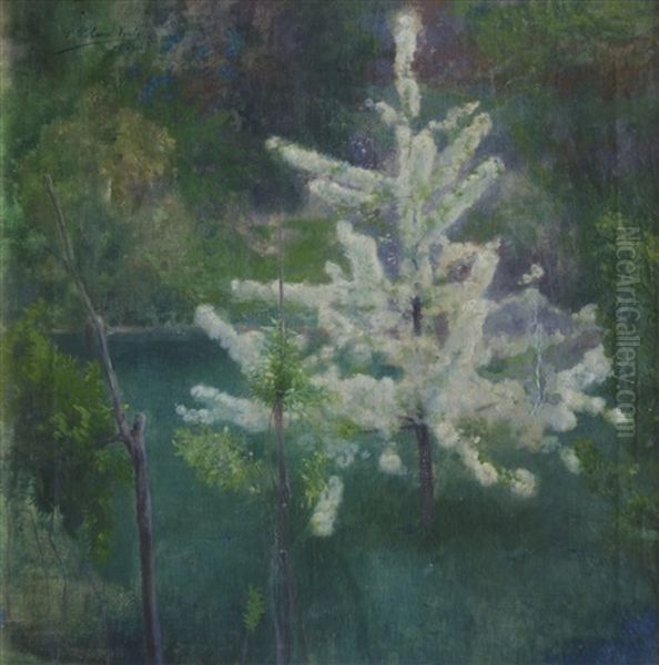 El Arbol Blanco - view 1