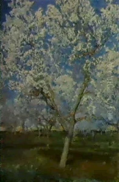 Almendros En Flor, Mallorca - view 1