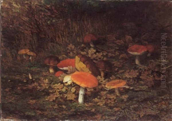 Champignons - view 1