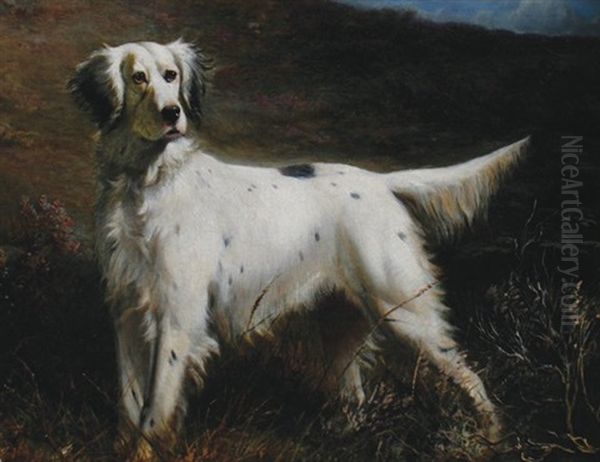 English Setter - view 1