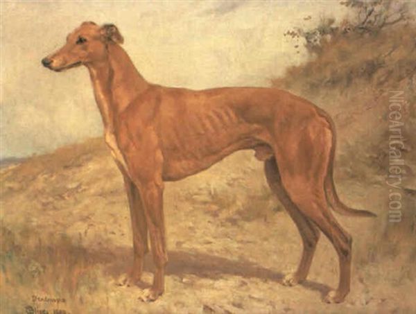 The Greyhound 'dendraspis, Winner Of The Waterloo Cup, 1909 - view 1