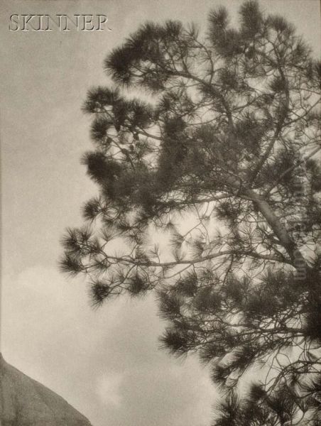 Pine - view 1