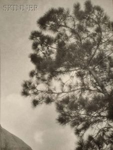 Pine