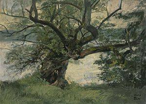 Die Sipplinger Linde Am Bodensee