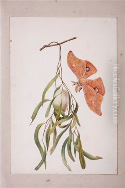 Caterpillar Of Saturnia (+ 20 Others; Folio Of 21)(+ Floral Study, Work On Paper; 22 Works) - view 1
