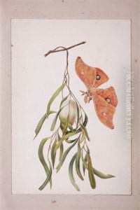Caterpillar Of Saturnia (+ 20 Others; Folio Of 21)(+ Floral Study, Work On Paper; 22 Works)
