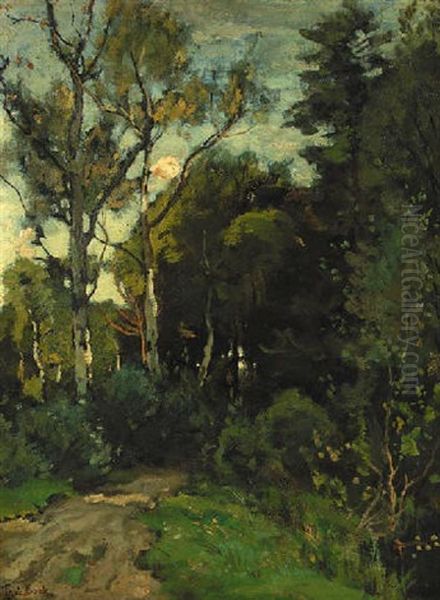 A Sunlit Birch Forest - view 1