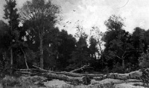 A Forest Clearing