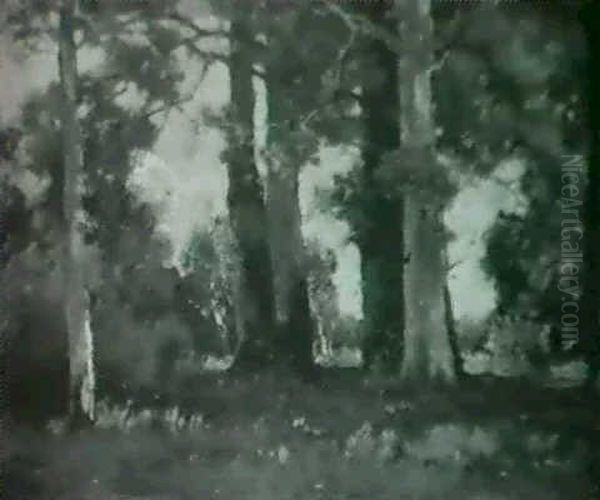 Sycamores At The Forest's Edge - view 1
