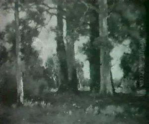 Sycamores At The Forest's Edge