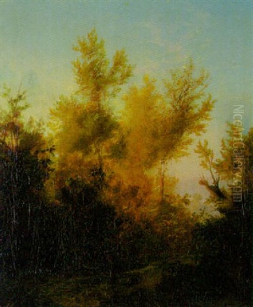 Waldlandschaft Mit Herbstlichen Baumen - view 1