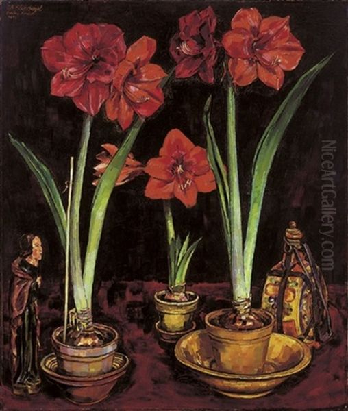 Amaryllis - view 1