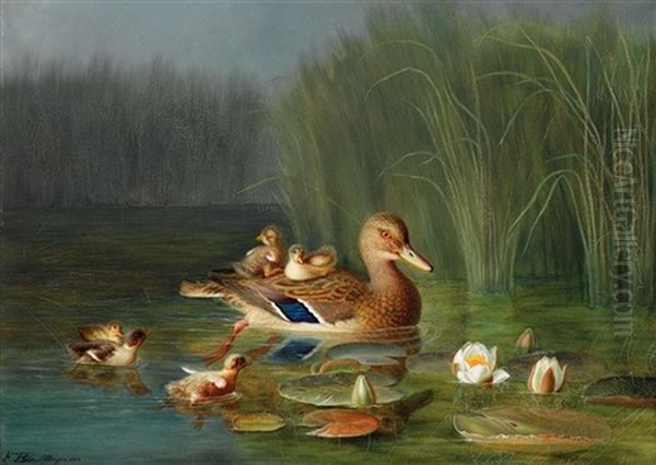 Villender (a Wild Duck With Its Ducklings) - view 1