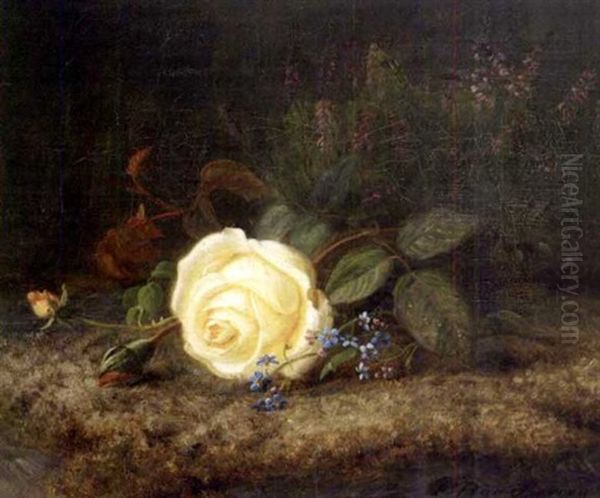Stilleben Med Rose - view 1