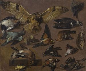 Studies Of An Owl And Other Birds