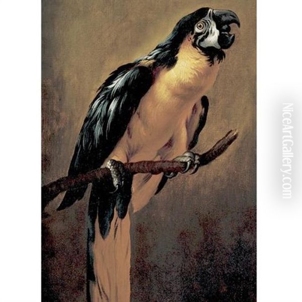 A Blue And Gold Macaw - view 1