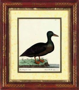 The Madagasker Duck