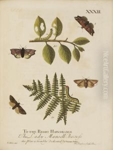 A Natural History Of English Insects by Eleazar Weiss Albin