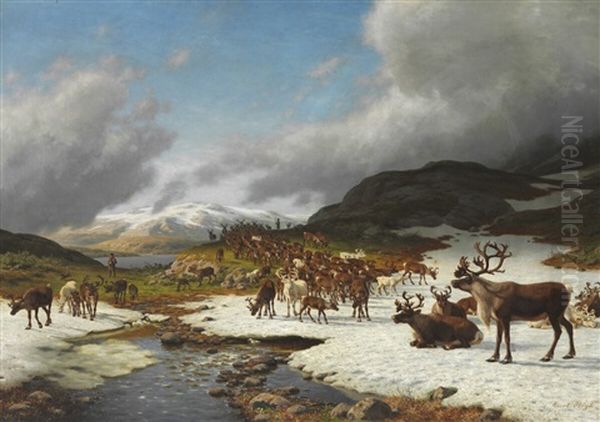 Reindeer Herd In The Mountains North Of Roros - view 1