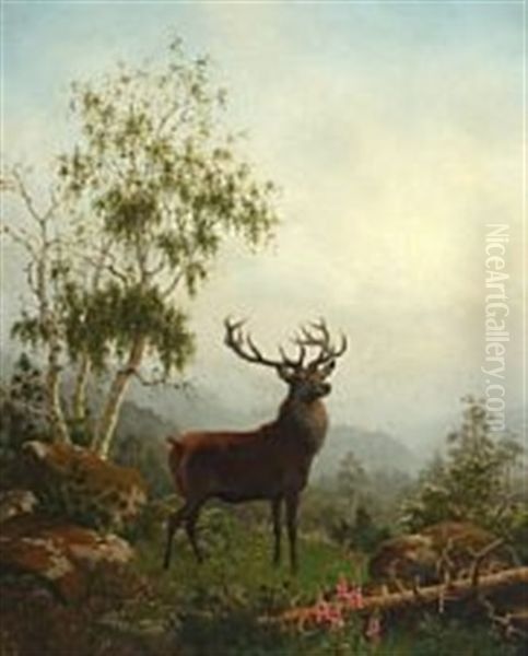 A Stag - view 1