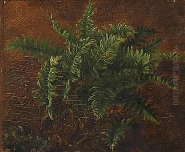 Ferns - view 1