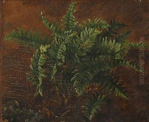 Ferns