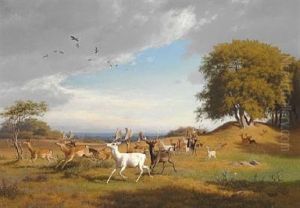 Summer Day With Deer In Dyrehaven, North Of Copenhagen