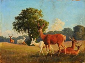 Harde De Cerfs Et De Biches Dans Un Paysage