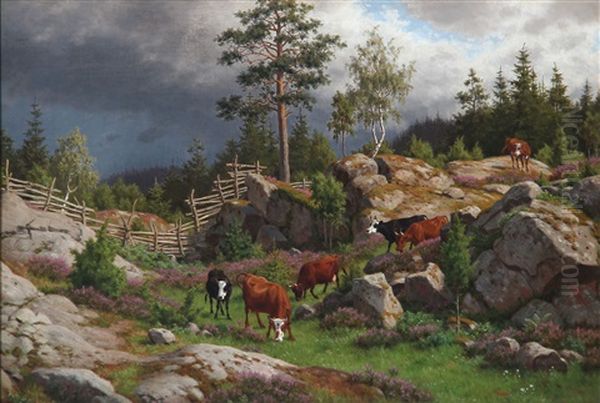 Heather And Rocky Slope With Grazing Cows In Smaland, Sweden - view 1