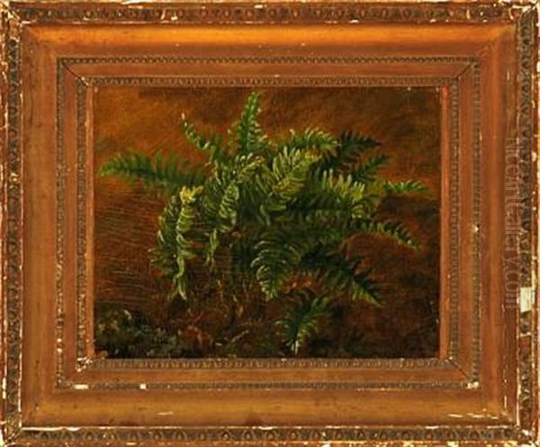 Fern In A Forest Floor (study) - view 1