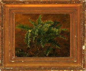 Fern In A Forest Floor (study)