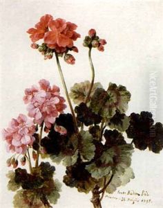 Geranien
