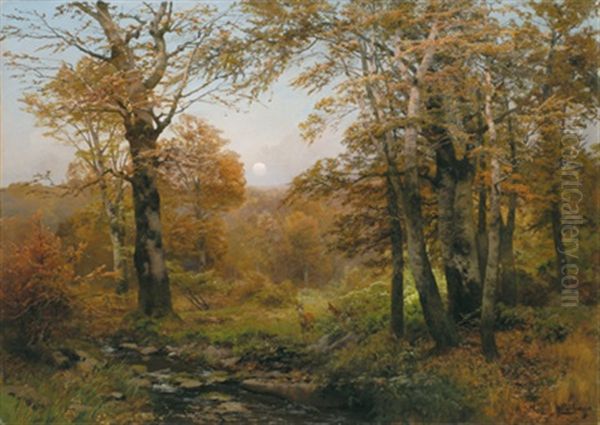 Rotwild Im Wald - view 1