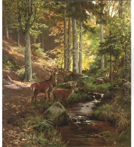 Stiller Wald: Wildlife In A Green Forest Stiller Wald: Wildlife In A Green Forest