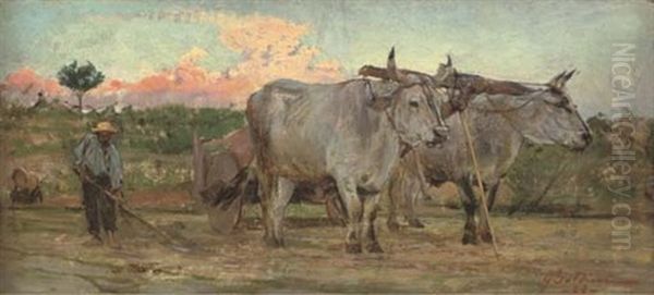 Oxen In The Tuscan Countryside - view 1