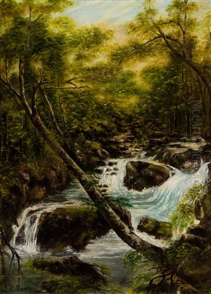Forest River - view 1