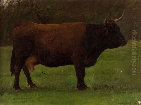 Etude D'une Vache De Salers (study) - view 1
