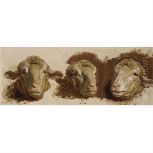 Sheep Heads (studies) - view 1