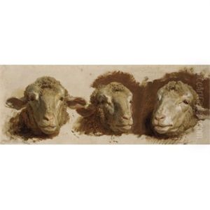 Sheep Heads (studies) Sheep Heads (studies)