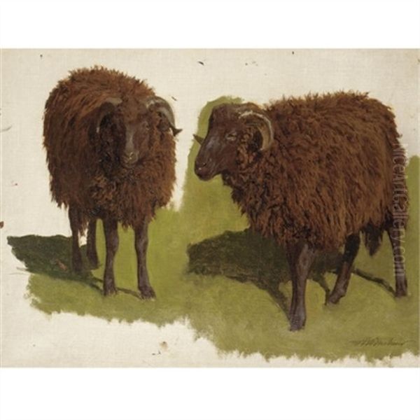 Study Of Black Rams - view 1