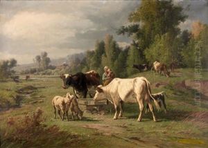 Vaches, Veau Et Moutons A L'abreuvoir