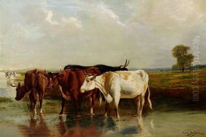 Cattle Watering