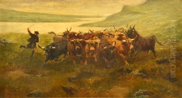 Herding Highland Cattle - view 1
