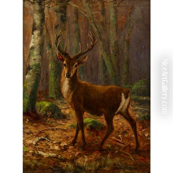 Stag In The Woods - view 1