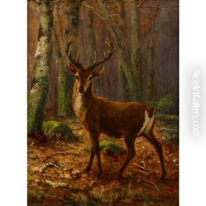 Stag In The Woods