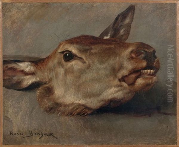 Etude De Tete De Biche - view 1