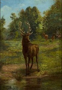 Deer Coming To The Brook To Drink