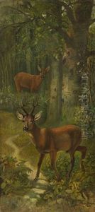 Rotwild Am Waldrand