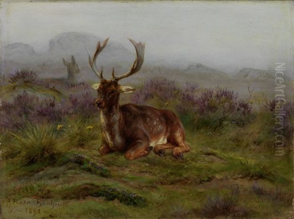 Liegender Hirsch Auf Einer Wildwiese - view 1